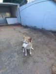Cachorro raça Husky Siberiano idade 1 ano nome Sky