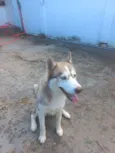 Cachorro raça Husky Siberiano idade 1 ano nome Sky