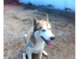 Cachorro raça Husky Siberiano idade 1 ano nome Sky