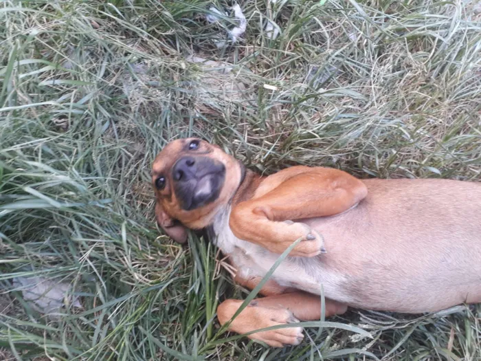 Cachorro raça SRD-ViraLata idade 2 a 6 meses nome Sem nome