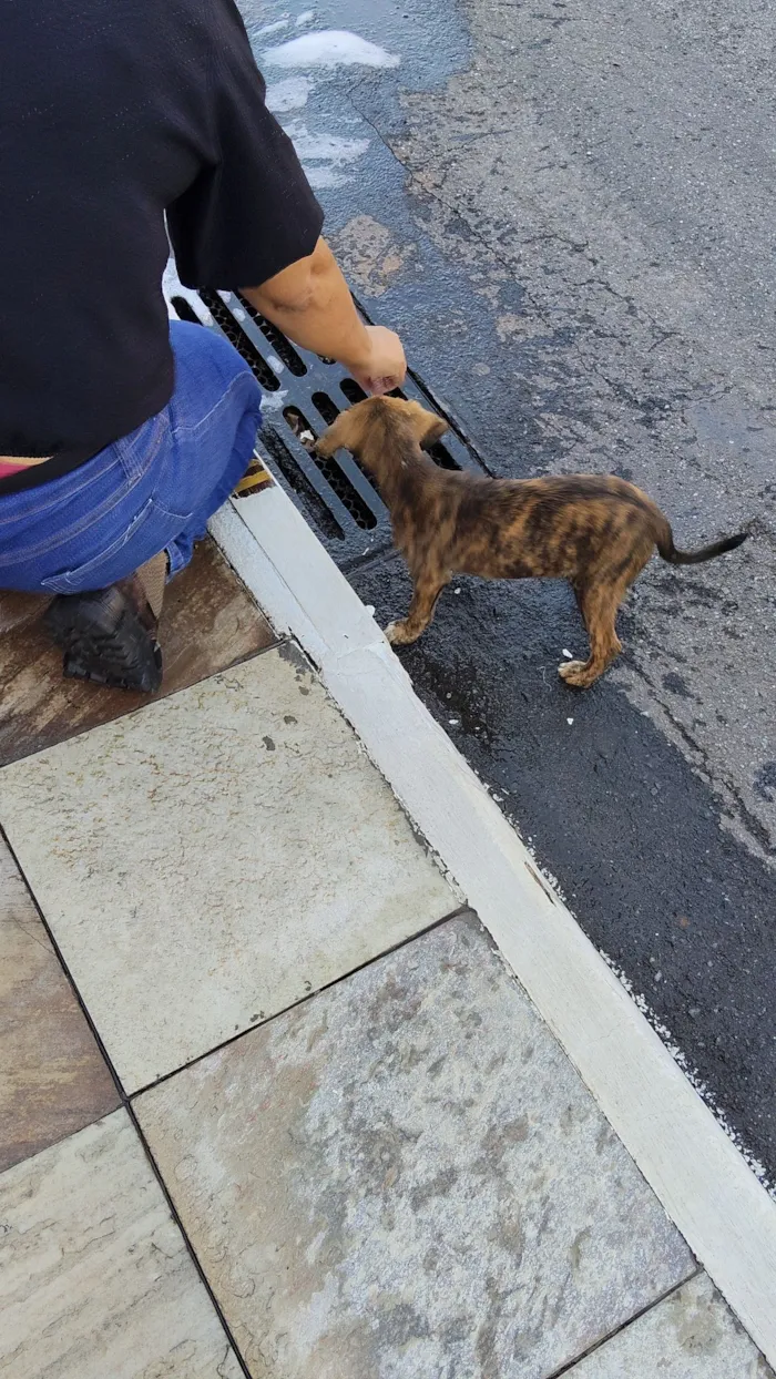 Cachorro raça SRD-ViraLata idade 2 a 6 meses nome Tigresa