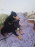 Cachorro raça SRD-ViraLata idade 2 a 6 meses nome Amora