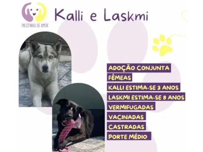 Cachorro raça SRD-ViraLata idade 3 anos nome Kalli e Laskmi 