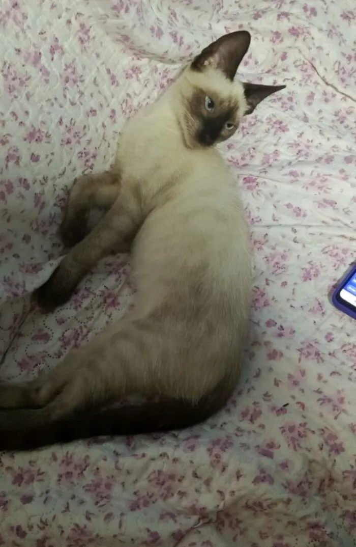 Gato raça Siamês idade 2 a 6 meses nome Pixano 