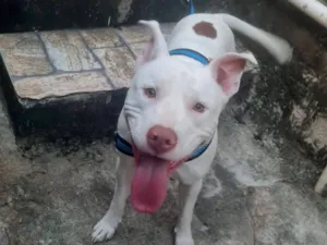 Cachorro raça Pit-Bull idade 2 anos nome Zeca