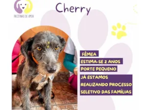 Cachorro raça SRD-ViraLata idade 2 anos nome Cherry 