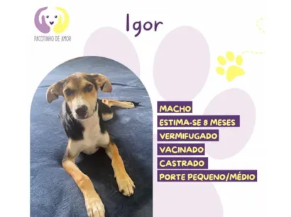 Cachorro raça SRD-ViraLata idade 7 a 11 meses nome Igor 