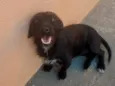 Cachorro raça SRD-ViraLata idade 2 anos nome Ruby
