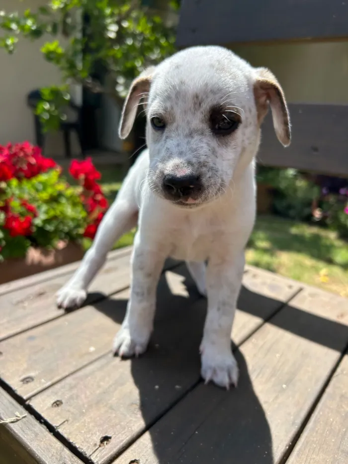 Cachorro raça SRD-ViraLata idade Abaixo de 2 meses nome Tuco