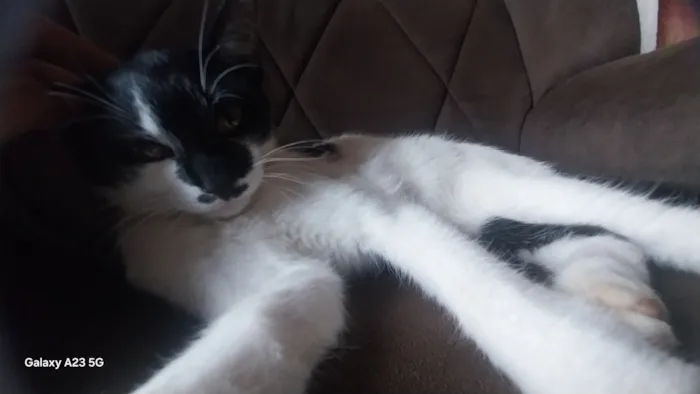 Gato raça SRD-ViraLata idade 7 a 11 meses nome Flozinha