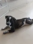 Cachorro raça SRD-ViraLata idade Abaixo de 2 meses nome Amora