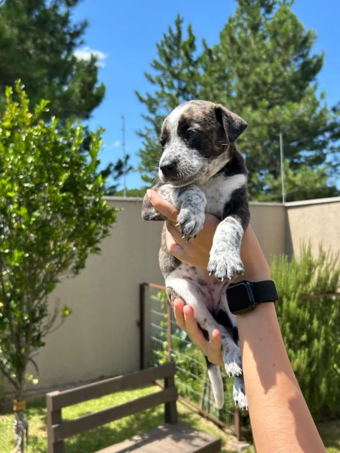 Cachorro raça SRD-ViraLata idade Abaixo de 2 meses nome Amora
