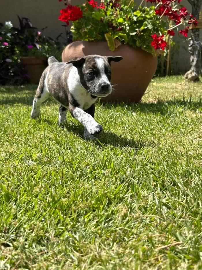 Cachorro raça SRD-ViraLata idade Abaixo de 2 meses nome Amora