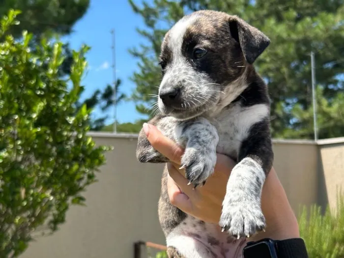 Cachorro raça SRD-ViraLata idade Abaixo de 2 meses nome Amora