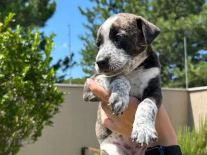 Cachorro raça SRD-ViraLata idade Abaixo de 2 meses nome Amora