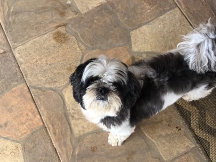 Cachorro raça Shitzu idade 6 ou mais anos nome Lucky
