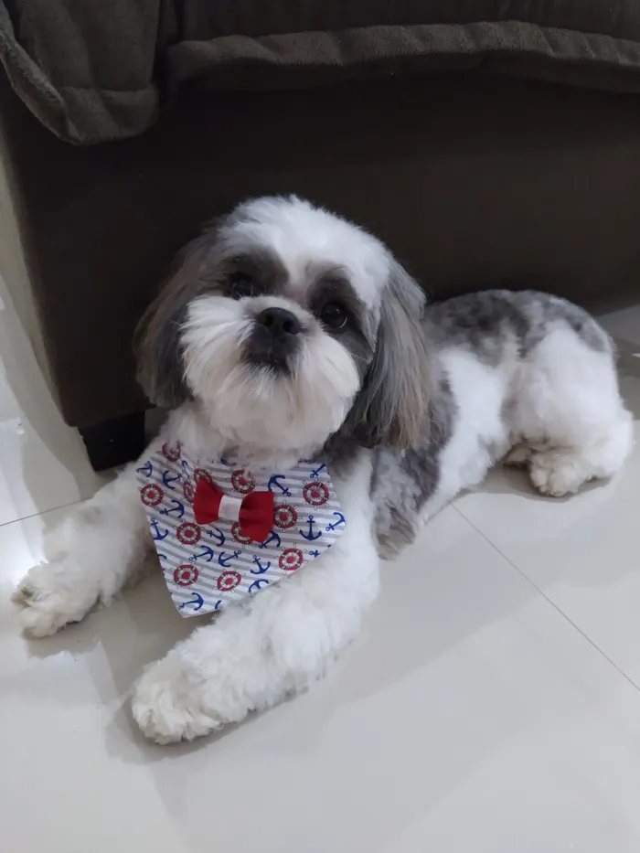 Cachorro raça Shitzu idade 6 ou mais anos nome Lucky