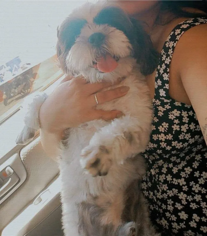 Cachorro raça Shitzu idade 6 ou mais anos nome Lucky