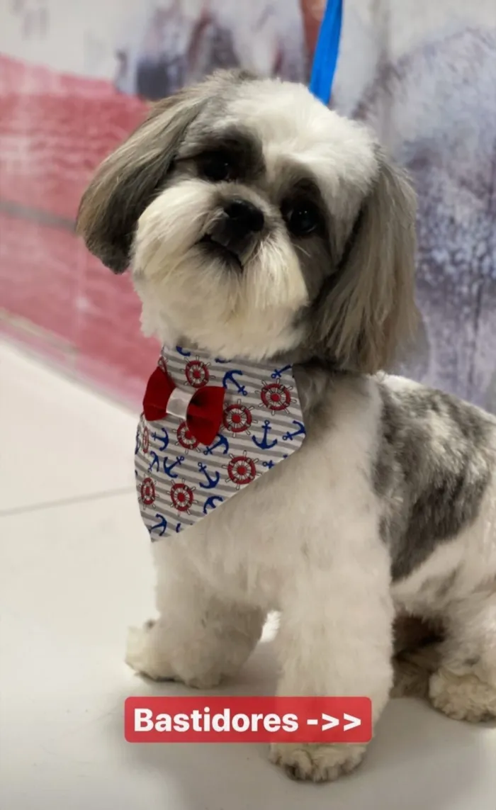 Cachorro raça Shitzu idade 6 ou mais anos nome Lucky