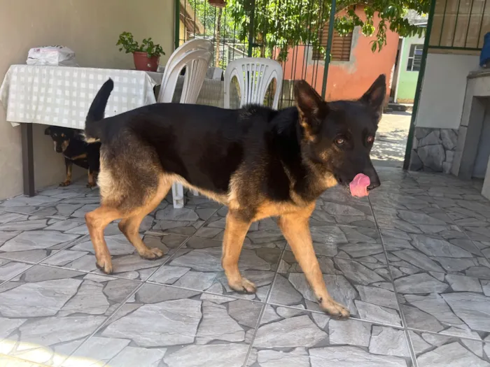 Cachorro raça Pastor Alemão idade 6 ou mais anos nome Themis