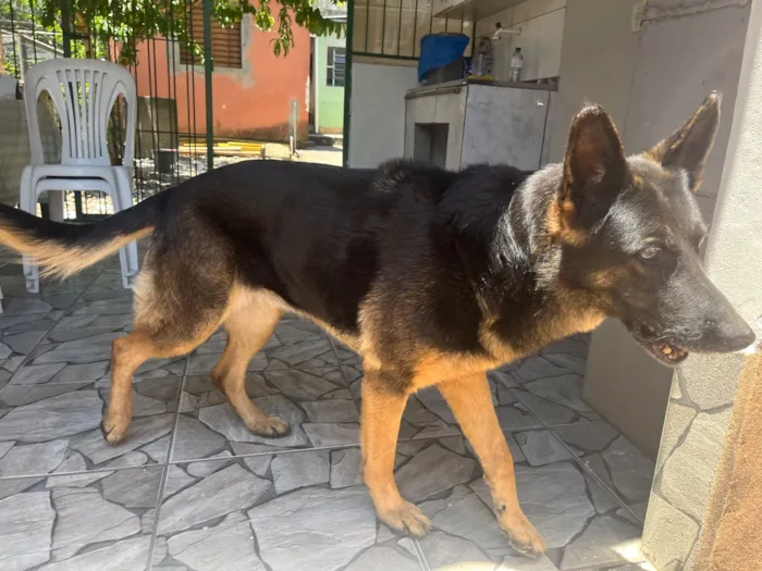 Cachorro raça Pastor Alemão idade 6 ou mais anos nome Themis