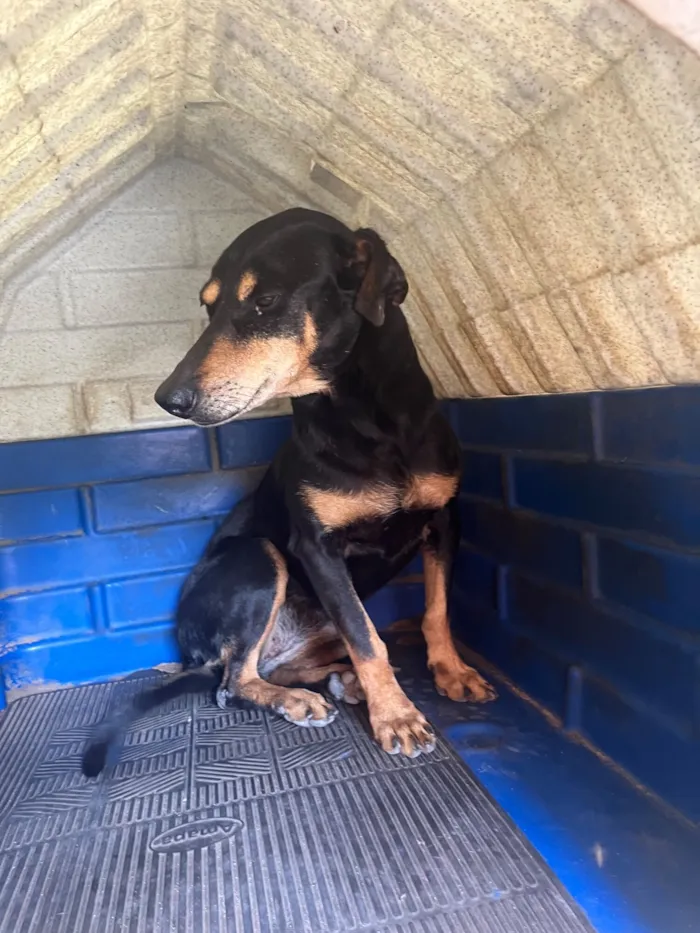 Cachorro raça SRD-ViraLata idade 6 ou mais anos nome Melita