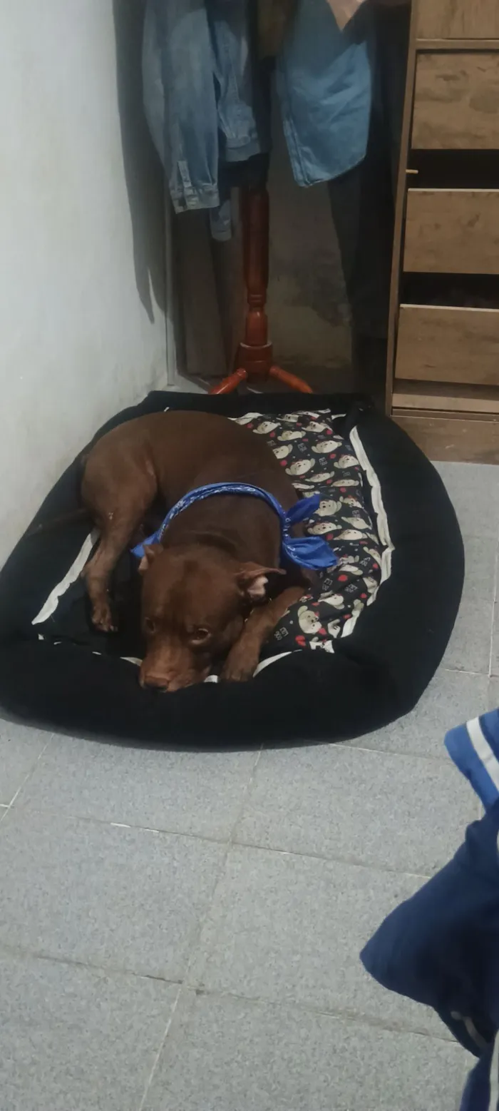 Cachorro raça Pit-Bull idade 3 anos nome Apolo