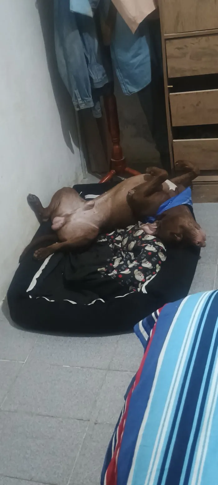 Cachorro raça Pit-Bull idade 3 anos nome Apolo
