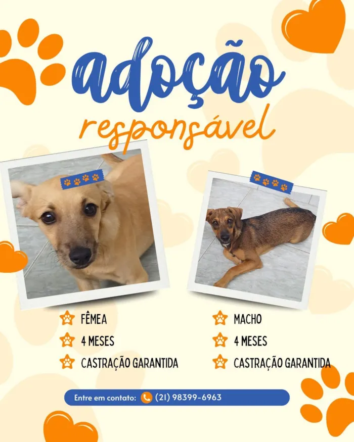 Cachorro raça SRD-ViraLata idade 2 a 6 meses nome Peralta e Shakira