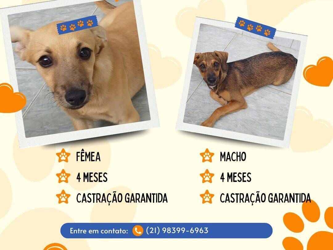 Cachorro raça SRD-ViraLata idade 2 a 6 meses nome Peralta e Shakira