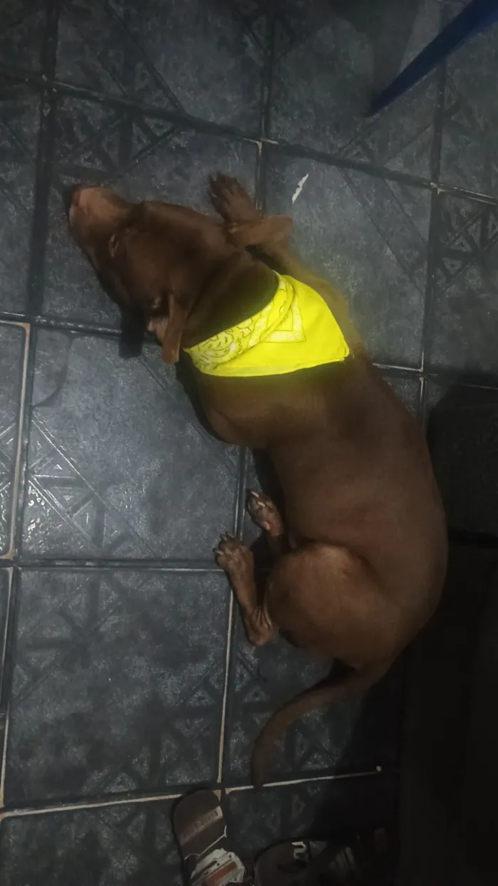 Cachorro raça Pit-Bull idade 3 anos nome Apolo