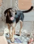Cachorro raça SRD-ViraLata idade 7 a 11 meses nome Preta