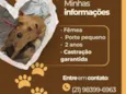 Cachorro raça SRD-ViraLata idade 1 ano nome Betânia 