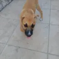 Cachorro raça SRD-ViraLata idade 2 a 6 meses nome Scooby 