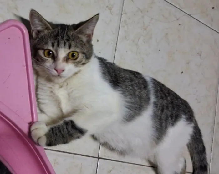 Gato raça SRD-ViraLata idade 2 a 6 meses nome Bela