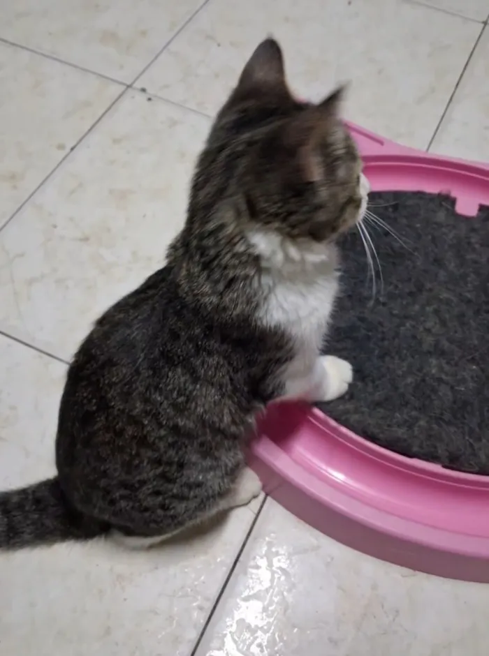 Gato raça SRD-ViraLata idade 2 a 6 meses nome Bela