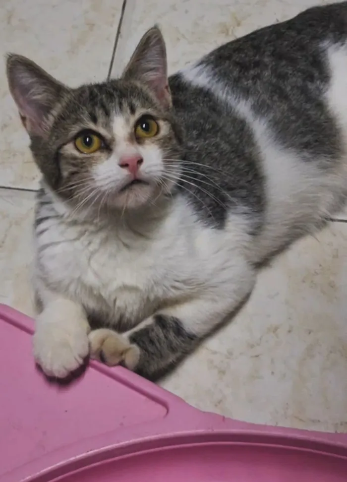 Gato raça SRD-ViraLata idade 2 a 6 meses nome Bela