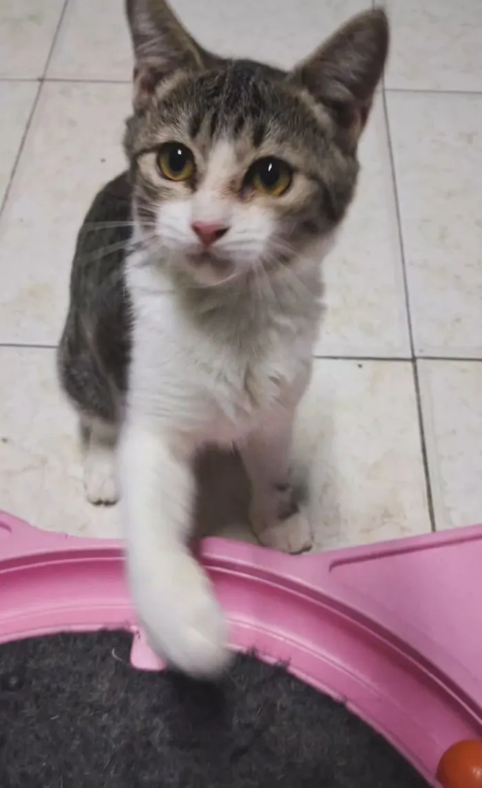 Gato raça SRD-ViraLata idade 2 a 6 meses nome Bela