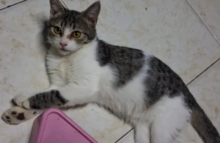 Gato raça SRD-ViraLata idade 2 a 6 meses nome Bela