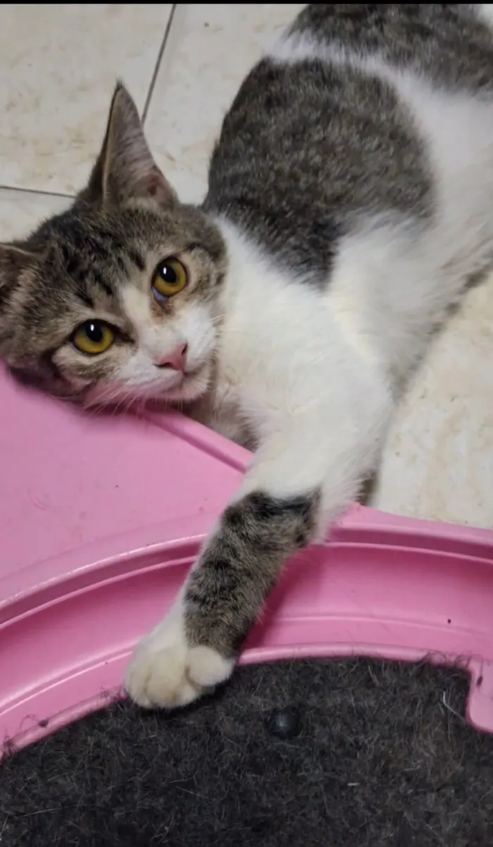 Gato raça SRD-ViraLata idade 2 a 6 meses nome Bela