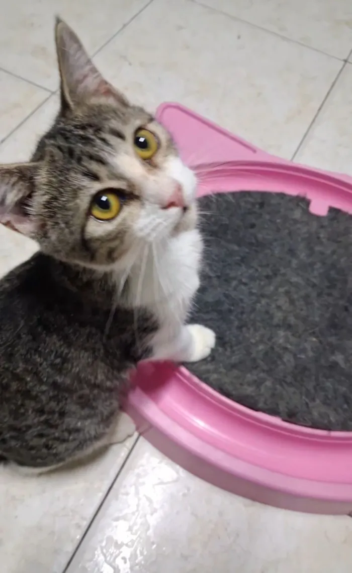 Gato raça SRD-ViraLata idade 2 a 6 meses nome Bela