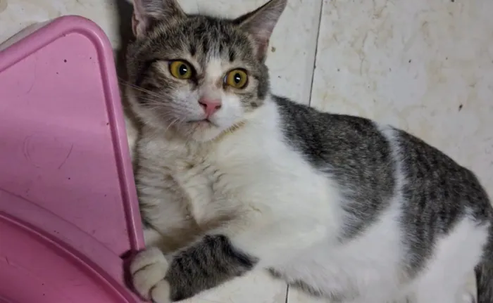Gato raça SRD-ViraLata idade 2 a 6 meses nome Bela