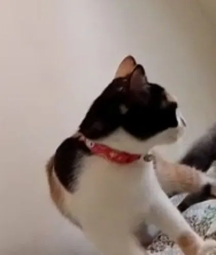 Gato raça SRD-ViraLata idade 4 anos nome Patel