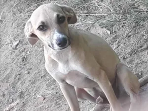 Cachorro raça SRD-ViraLata idade 2 a 6 meses nome Branquinho