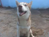 Cachorro raça Husky Siberiano idade 7 a 11 meses nome Sky