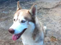 Cachorro raça Husky Siberiano idade 1 ano nome Sky