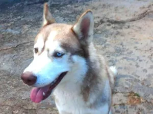 Cachorro raça Husky Siberiano idade 1 ano nome Sky