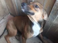 Cachorro raça SRD-ViraLata idade 2 a 6 meses nome Sem nome