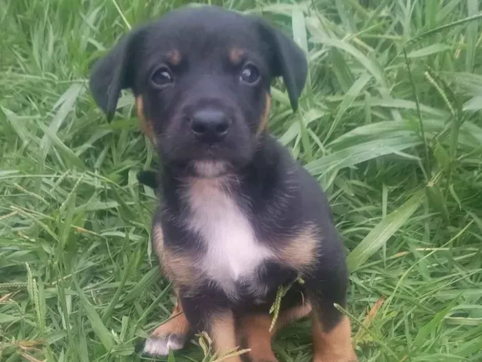 Cachorro raça SRD-ViraLata idade 2 a 6 meses nome Pequena 