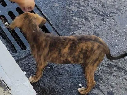 Cachorro raça SRD-ViraLata idade 2 a 6 meses nome Tigresa